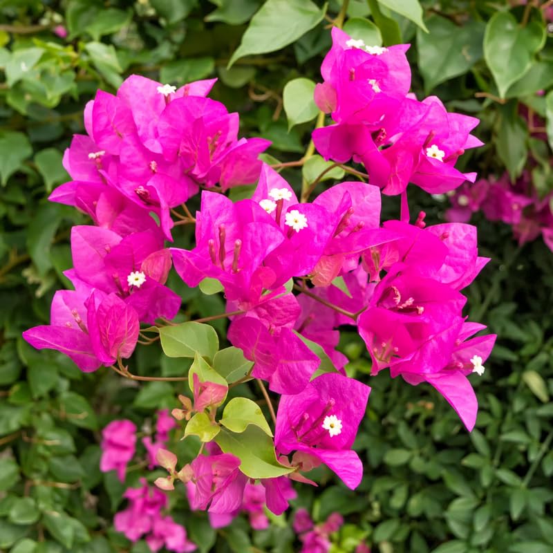 Set 2 Pink Bougainvillea Plants, 5-8" Tropical Bougainvillea Plant Starter, Colorful Perennial Blooms, Live Well Rooted Plant