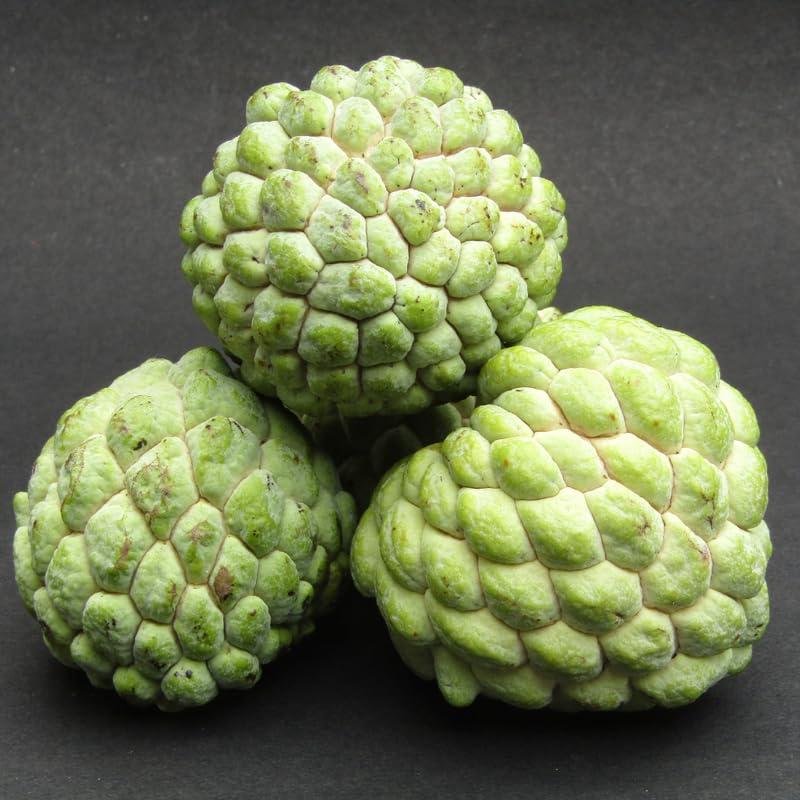 Sugar Apple Tree Live Plant - 2-3 Ft Tall in 1 Gallon Pot - Green Annona Squamosa Tropical Fruit Tree for Outdoor Garden and Patio, Perennial, No Ship to CA