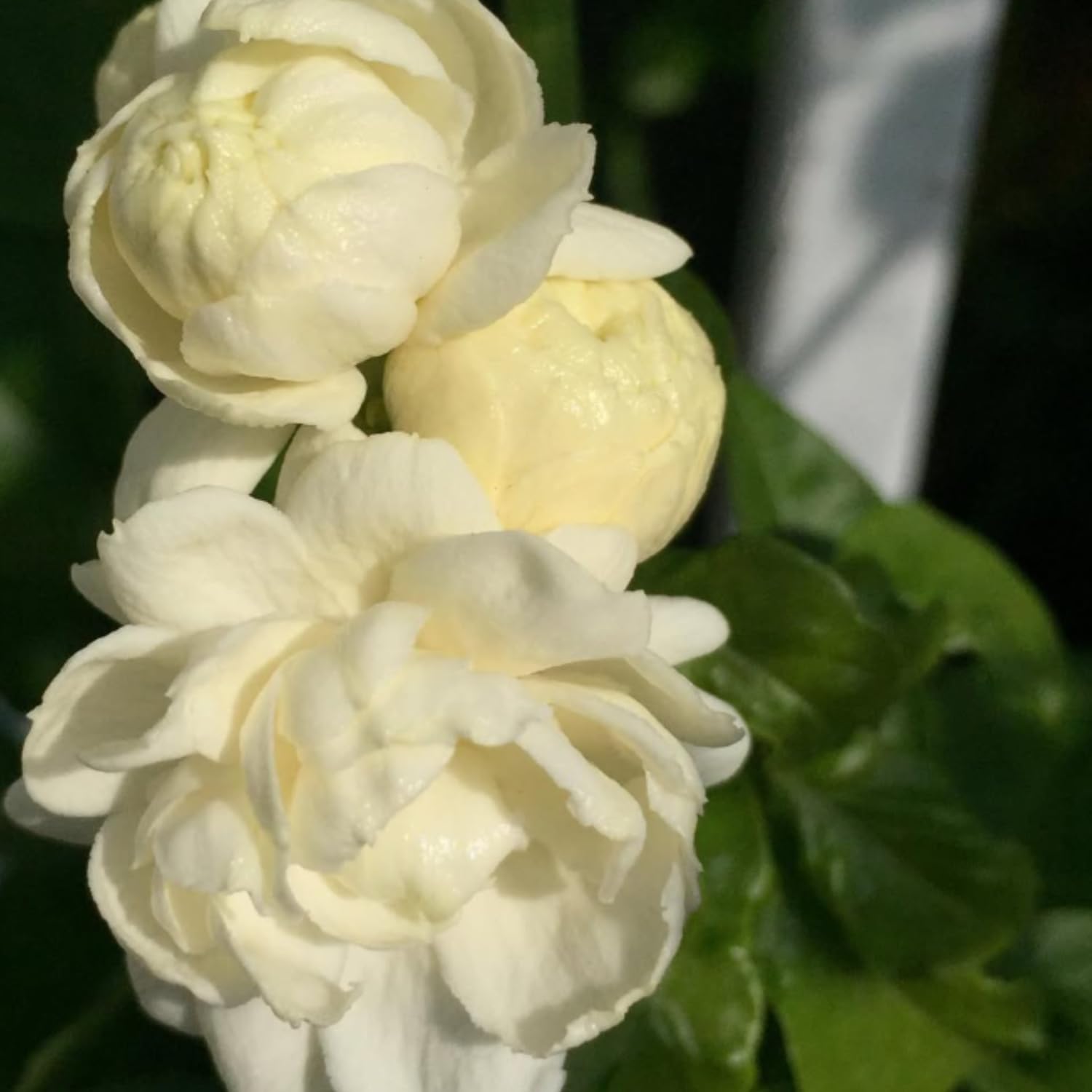 Duke Jasmine Live Plant, Fragrant Climbing Vine, White Flower Blooms, 2-3 Feet Tall in 3 Gallon, Indoor Outdoor Garden, No Ship to CA