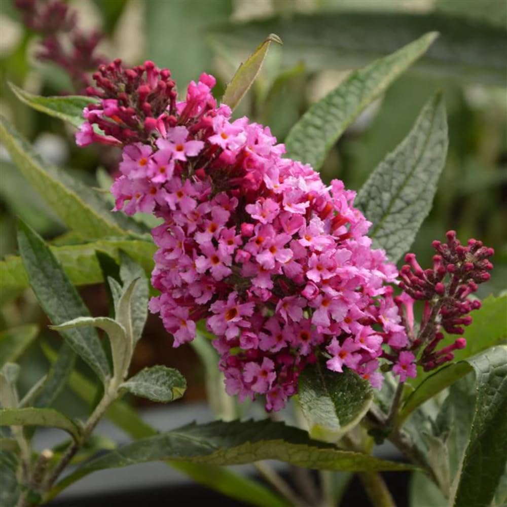 2 Butterfly Bushes Live Plants, Perennial Butterfly Bush for Outdoor Garden, Container Growing 4-7 Inches (Pink)
