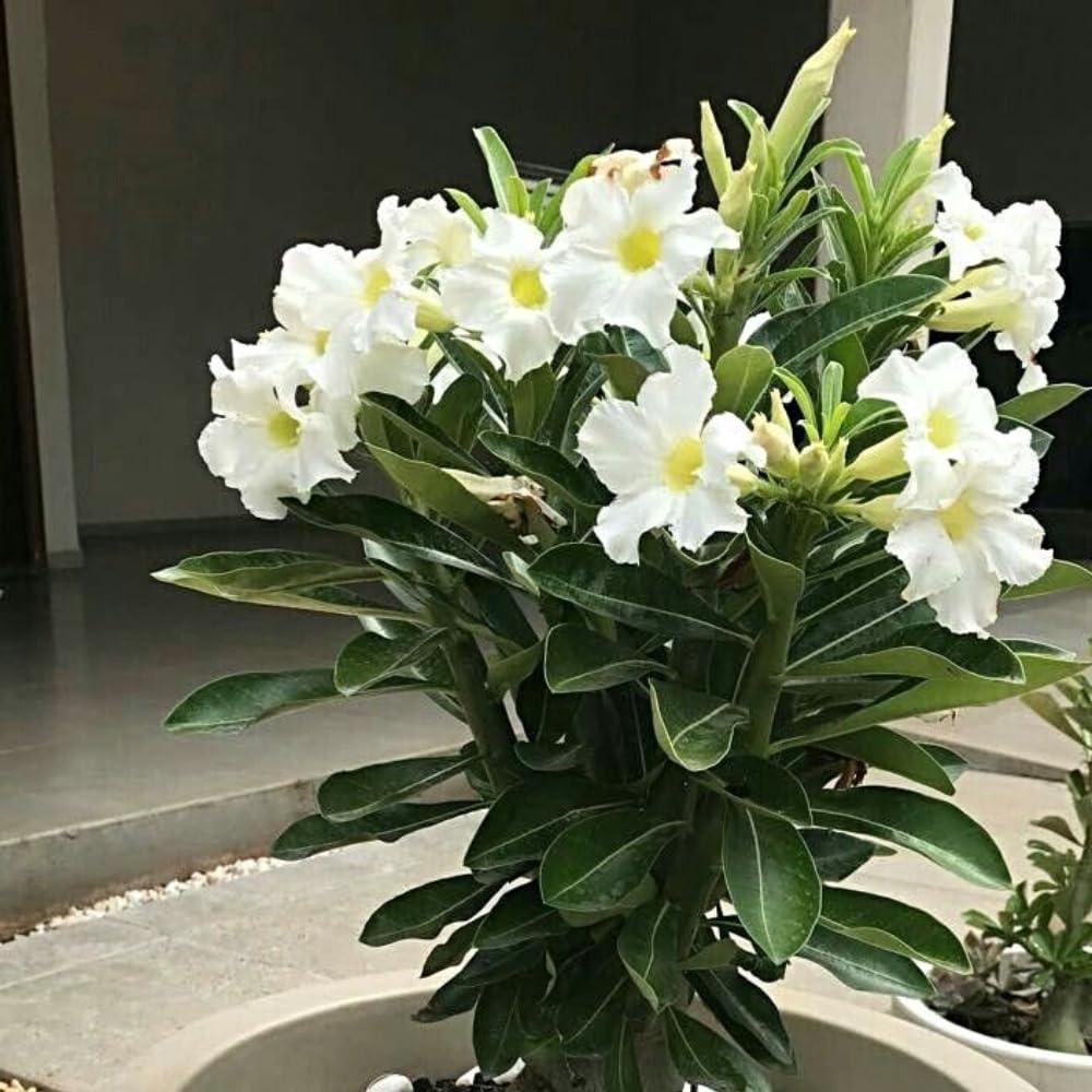 Pack 2 Desert Rose Plants Live, Adenium Desert Rose, Indoor Outdoor Planting from 4 Inches (2 White)