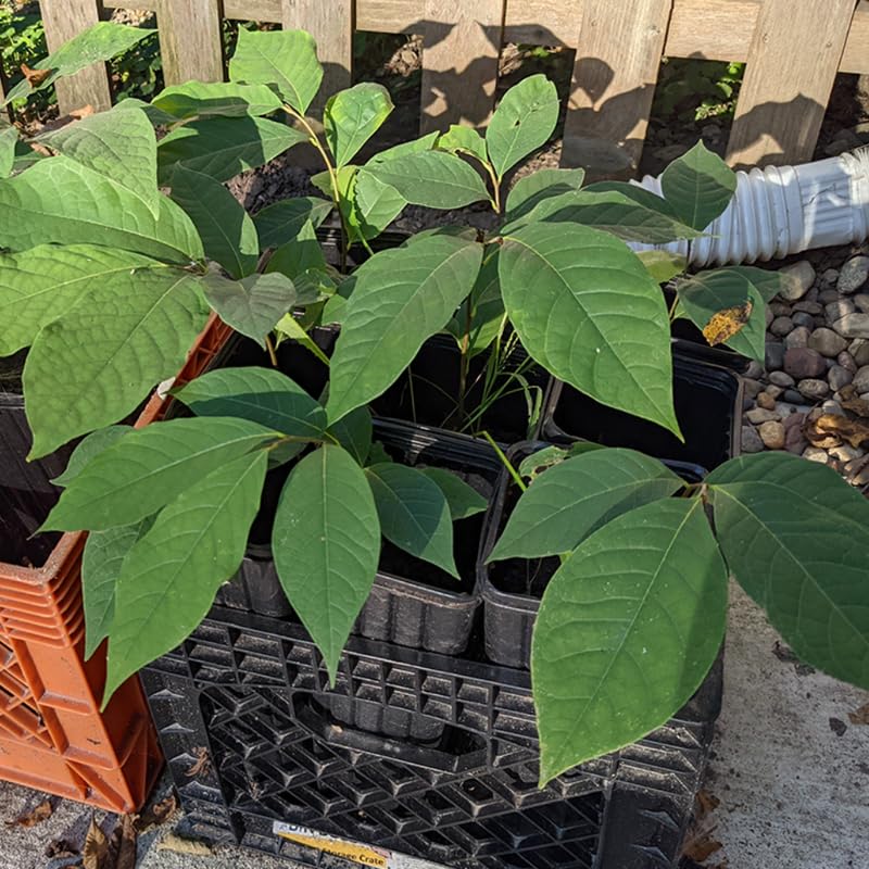 1 Pawpaw Tree Live Plant Up to 6 Inches in Tall, Dormant, No Pot in Winter, Paw Paw Tree Plant Starter Size for Spring Planting, Outdoor Cold Hardy