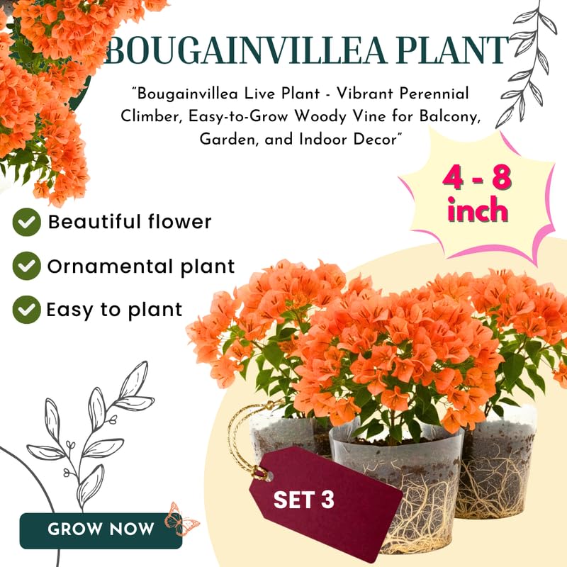 3 Orange Bougainvillea Plants Live, 4-8” Tall Flowering Bougainvillea Vines, Tropical Climbing Plants for Garden or Containers, No Pot