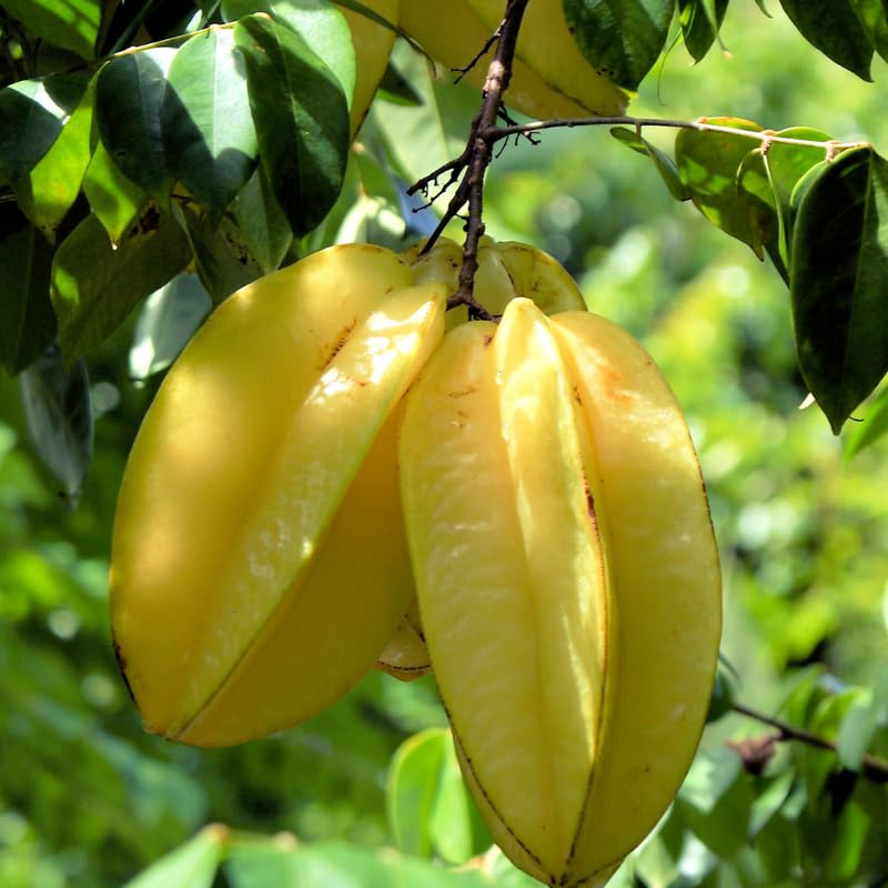 Grafted Carambola Tree Live Plant, Sweet Starfuit Plant from 2 to 3 Feet Height, Star Fruit for Outdoor Growing, 3 Gallon Pot, No Ship to CA