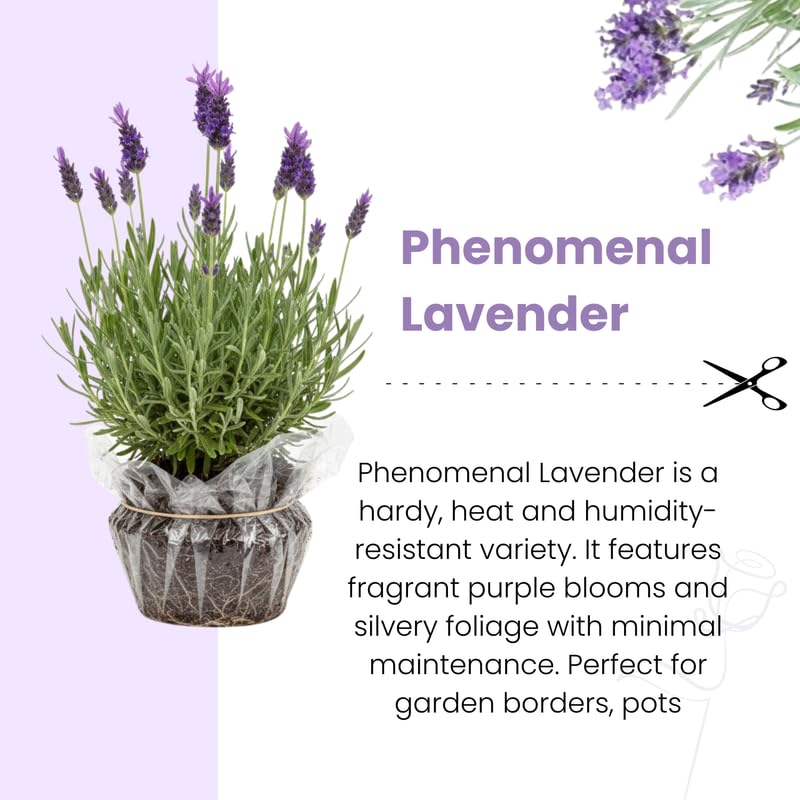 Pack 4 Phenomenal Lavender Plants Live, 4–8" Tall, Fragrant Lavender Flower Lavandula Perennial Well-Rooted, No Pot