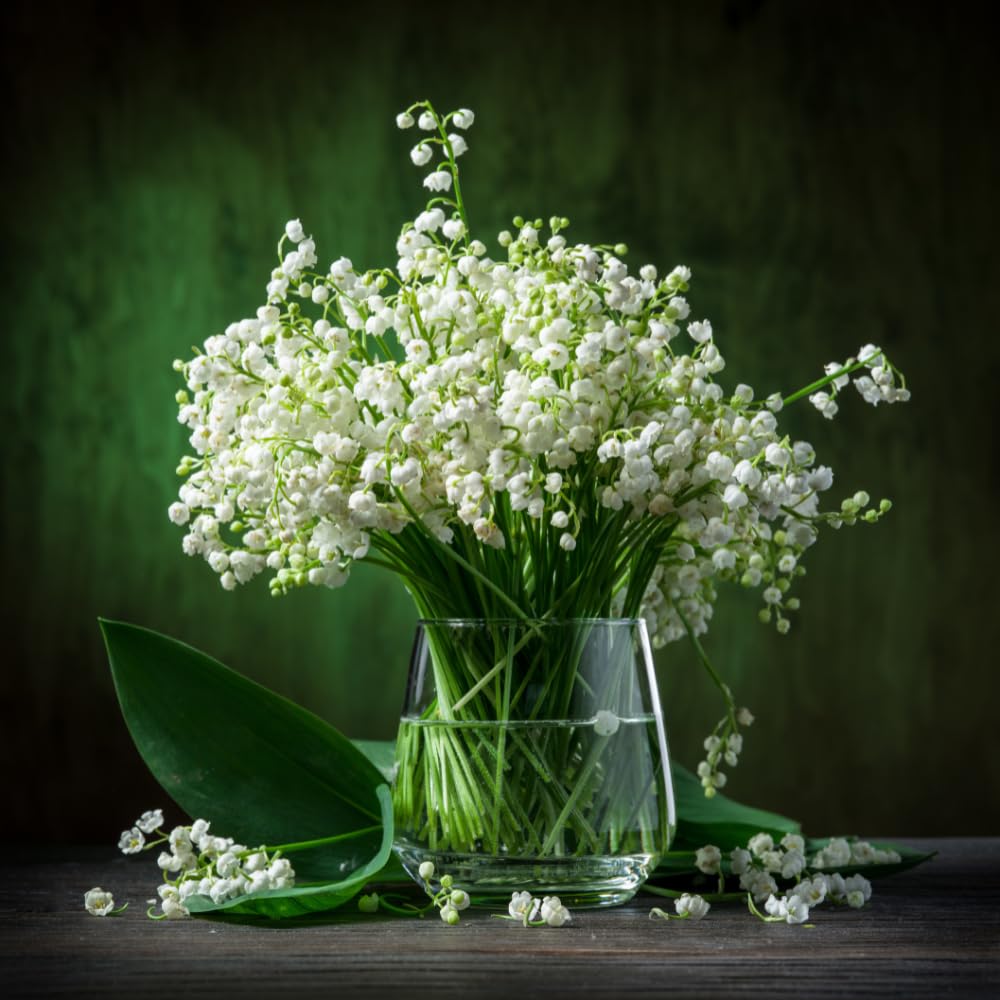 10 Lily of The Valley Roots for Planting, Hardy Perennial White Flowers, Fragrant Ground Cover Bulbs for Garden and Landscape