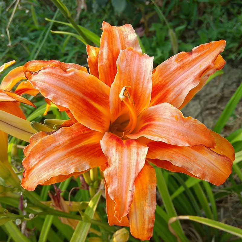 3 Daylily Bulbs for Planting, Double Orange Daylilies Bulbs Annual Flower Plant Bulb