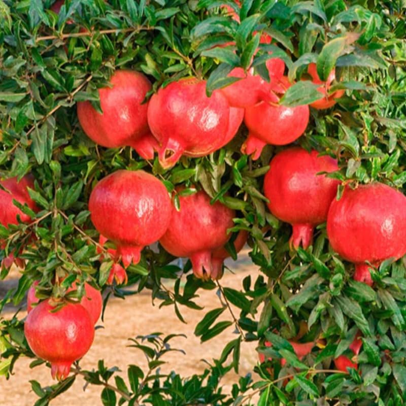 Pomegranate Plant Live, 1-2 Feet Tall, Red Pomegranate Live Plants, Tropical Fruit Tree for Outdoor Indoor Planting, High Yield, Live Cherry Tree in 1 Gallon Pot, Well Rooted, No to CA