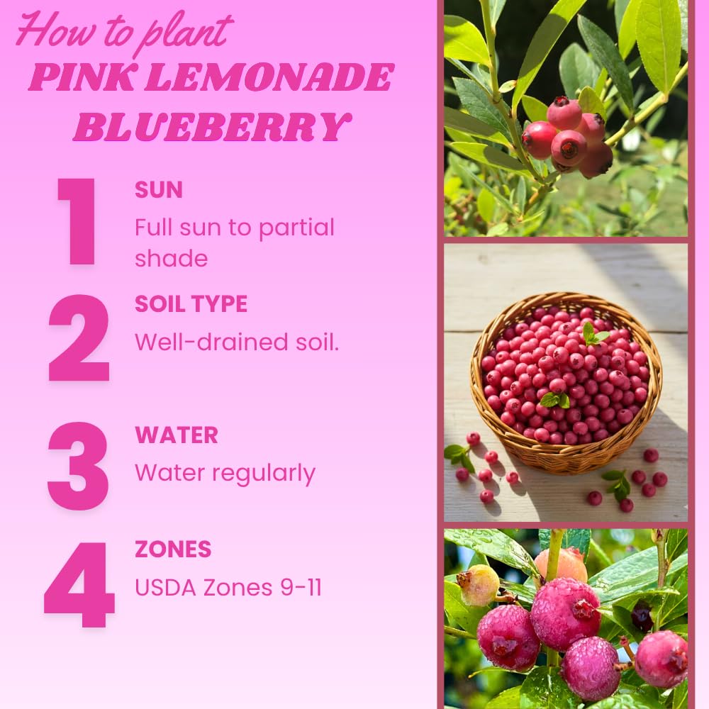 Pink Lemonade Blueberry Live Plant, 1 Feet Tall in 1 Gallon Pot, Blueberry Live Plant, Sweet Edible Pink Blueberries, Outdoor Container Garden, No Ship to CA