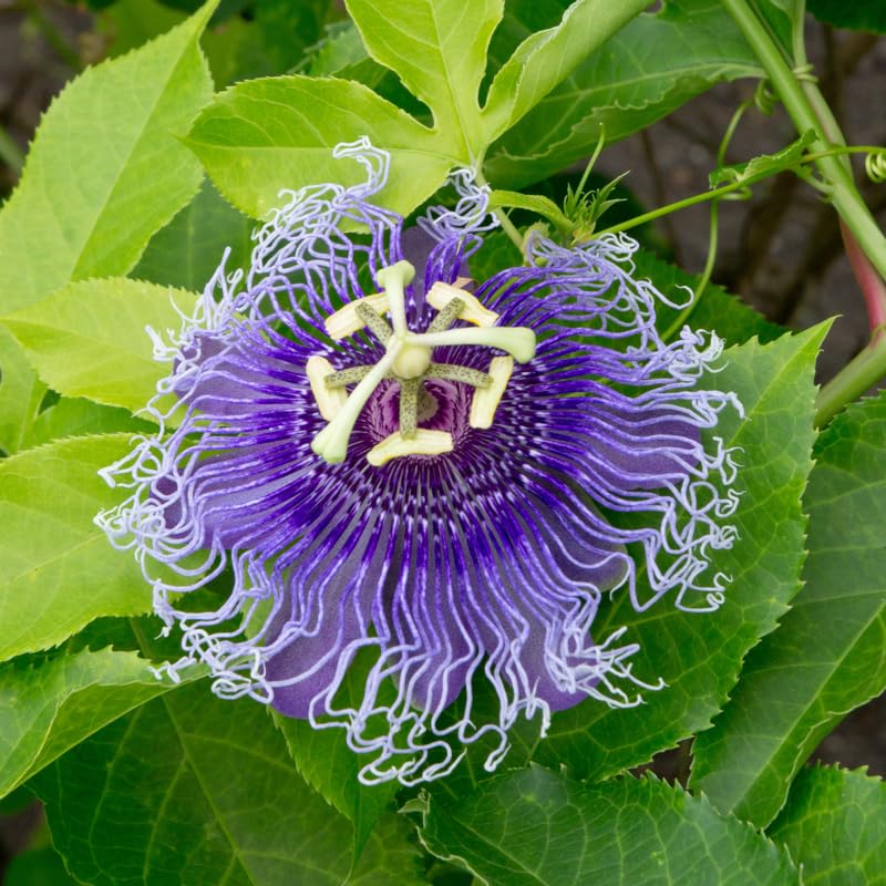 2 Mix Passion Flower Plants, 4-8'' Tall Red Passiflora Plant Vine for Planting, Vibrant Passion Flower Starter Plant for Home Garden and Containers, Well Rooted to Grow