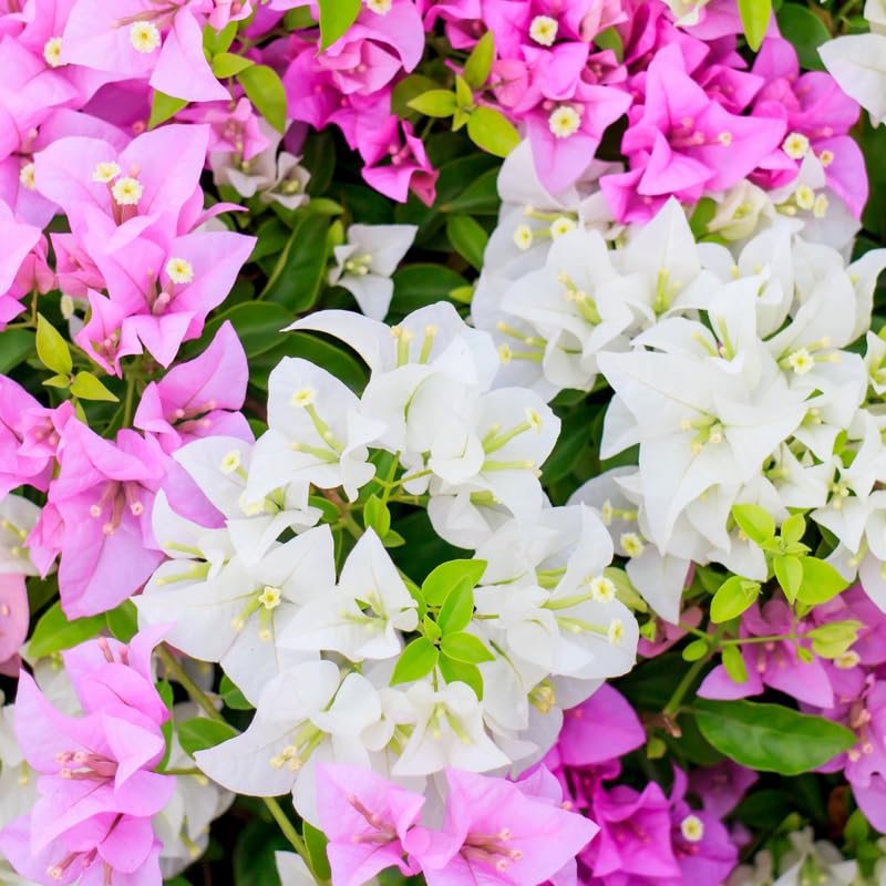 Set 2 Mix Bougainvillea Plants, 5-8" Tropical Bougainvillea Plant Starter, Colorful Perennial Blooms, Live Well Rooted Plant