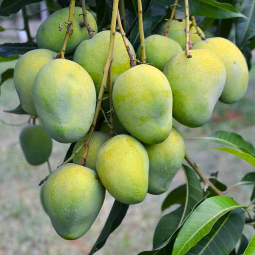 2 Years Old Mango Tree for Planting,Tart Sweet Mango Plant Grafted in 3 Gallon Pot, Sweet, Fast-Growing Tropical Tree Seedlings for Outdoor Garden