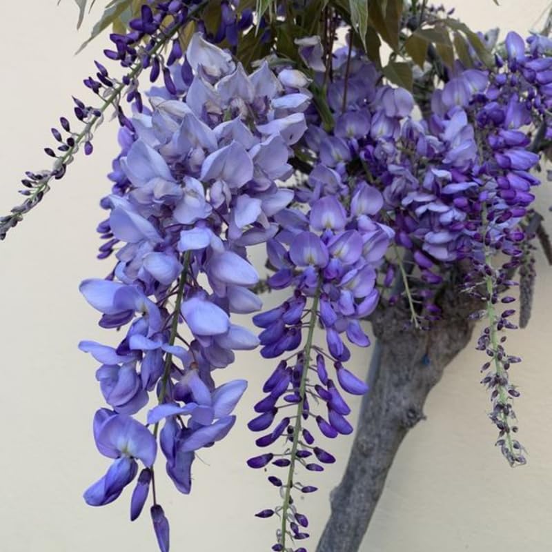 Blue Wisteria Live Plant, Wisteria Tree, 6 to 12 Inch Plant in Pot, Fully Rooted, Hardy Perennial Flower Plants, Dormant in Winter