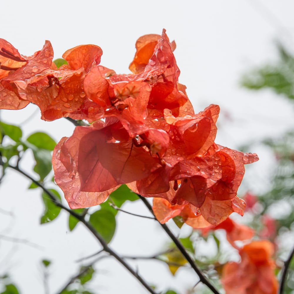 2 Orange Bougainvillea Plants Live, Bougainvillea Trees Flowers Plant for Planting Indoor Outdoor Garden, 5 to 9 Inches Tall