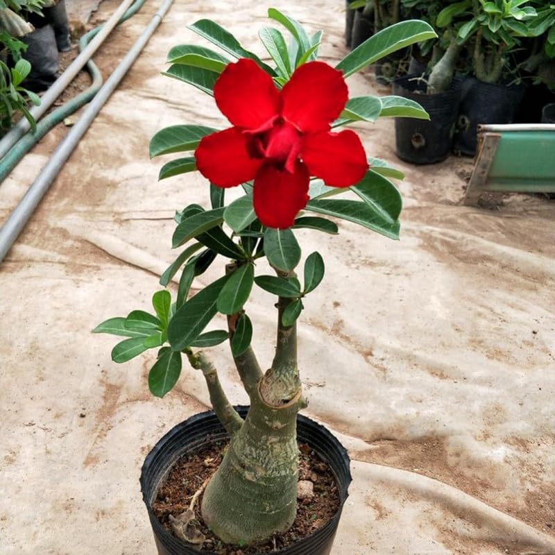 Red Desert Rose Plant Live, Adenium Obesum Desert Rose Succulent Live Plant, 4-8 Inches Tall, Flowering Cactus