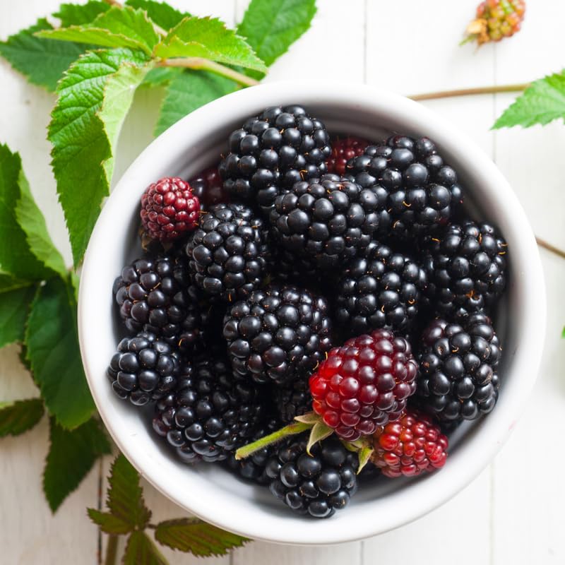 Pack 2 BlackBerry Plants Live, 4-8 Inch Tall, Osage Blackberries Fully Rooted High Yield Berry Plants for Outdoor Planting