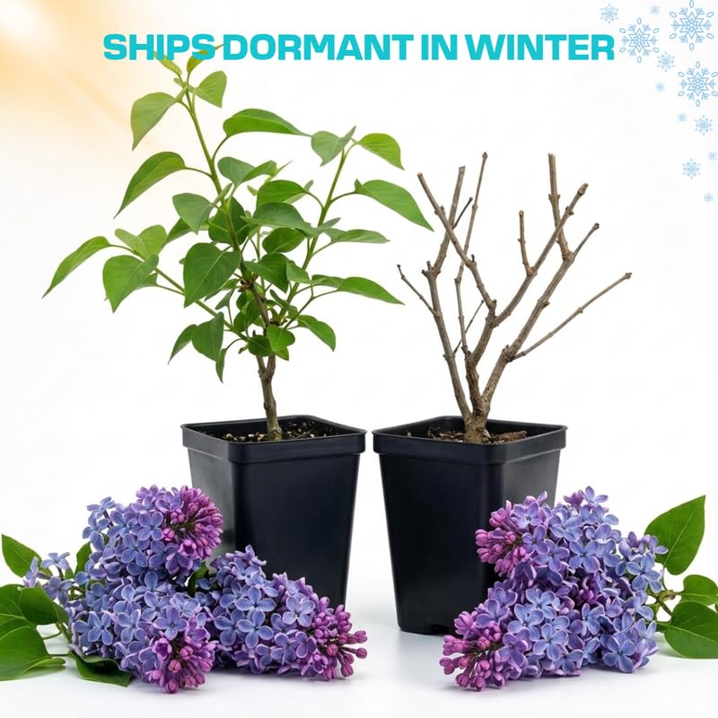 Blue Lilac Live Plant, Syringa Flowering Shrub, 6"+ Tall