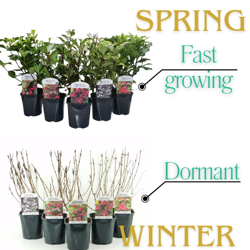 White Weigela Live Plant, Spring Blooming Shrub in 4” Pot, Hardy Perennial Flowering Bush for Garden Borders, Cold Hardy, Dormant in Winter