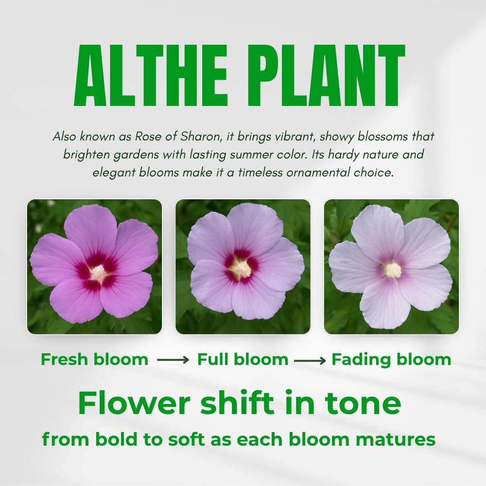 2 Mixed Althea Rose of Sharon Plants Live Trees Seedlings, 1 Year Old Bareroots 1-2 Feet Tall, Winter Hardy, Flowering Shrubs for Outdoor Planting, Multicolor on One Plant