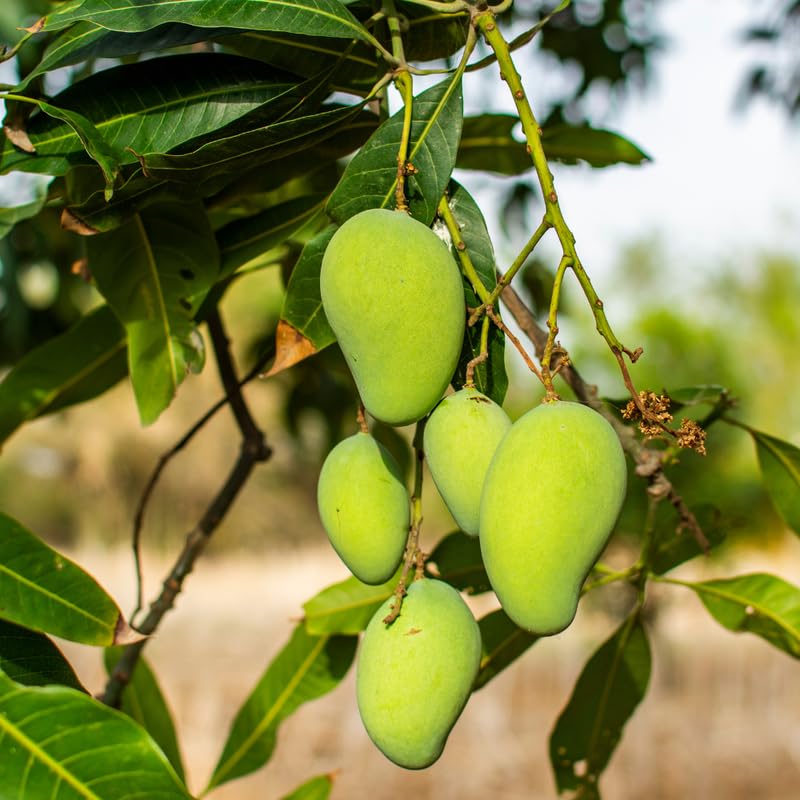 Mango Tree Live Plant, Yellow Mango Live Plant for Planting 2-3 Ft Tall, No Shipping to CA