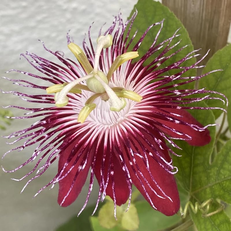 2 Red Passion Flower Plants, 4-8'' Tall Red Passiflora Plant Vine for Planting, Vibrant Passion Flower Starter Plant for Home Garden and Containers, Well Rooted to Grow
