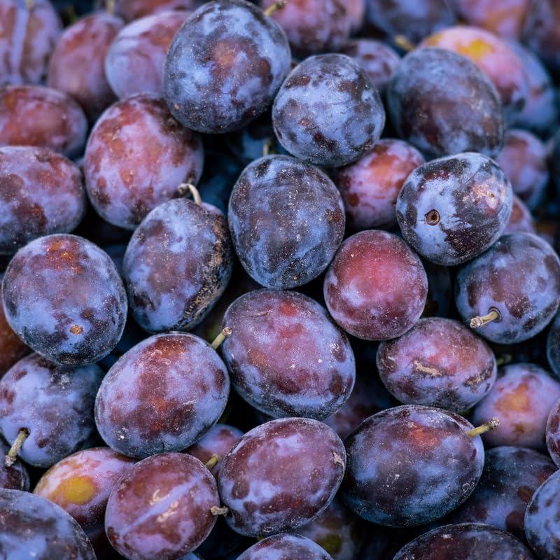 Purple Plum Tree, 3-4 Feet Live Fruit Tree, Sweet Purple Plums, Hardy Backyard Orchard Tree
