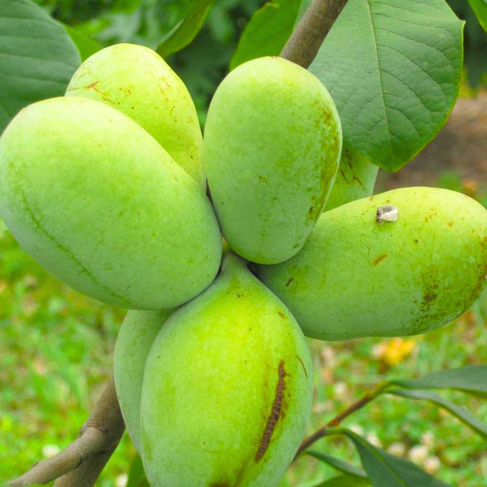 Live Pawpaw Tree Plant, Common Paw Paw Asimina Triloba Tree Starter, 8-15 Inches Tall for Planting