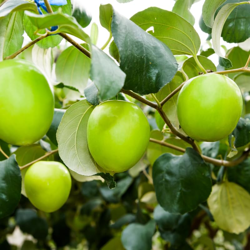 Thai Jujube Fruit Tree Plant, Sweet Fruit Tree, 1 Feet Tall in 3 Gallon Pot, Ready to Grow, No Ship to CA