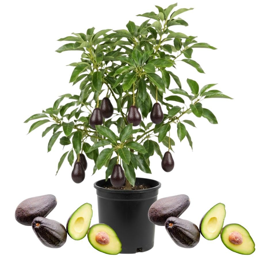 1-2.5 Feet Tall Green Avocado Fruit Plant Live Tree, Avocado Live Tree Plant for Planting Outdoor