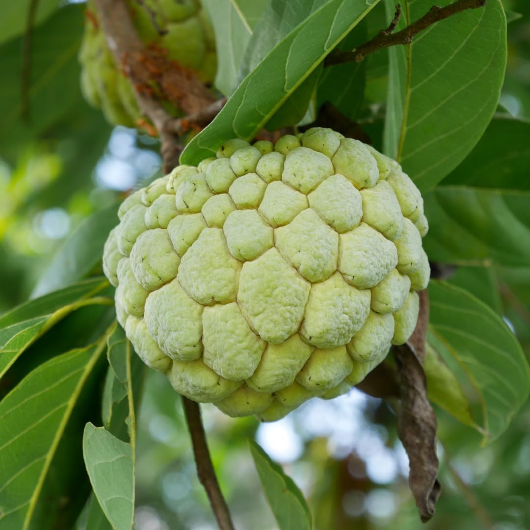 Sugar Apple Tree Plant, Annona Squamosa Sugar Apple Tree in 1 Gallon Pot, Ready to Grow, No Ship to CA