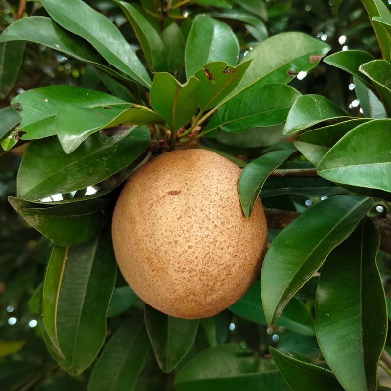 Sapodilla Tree Live Plant in 3 Gallon Pot, Sapodilla Fruit Tree, Sapote Plant from 2-3 Feet Tall, Tropical Live Fruit, No Ship to CA