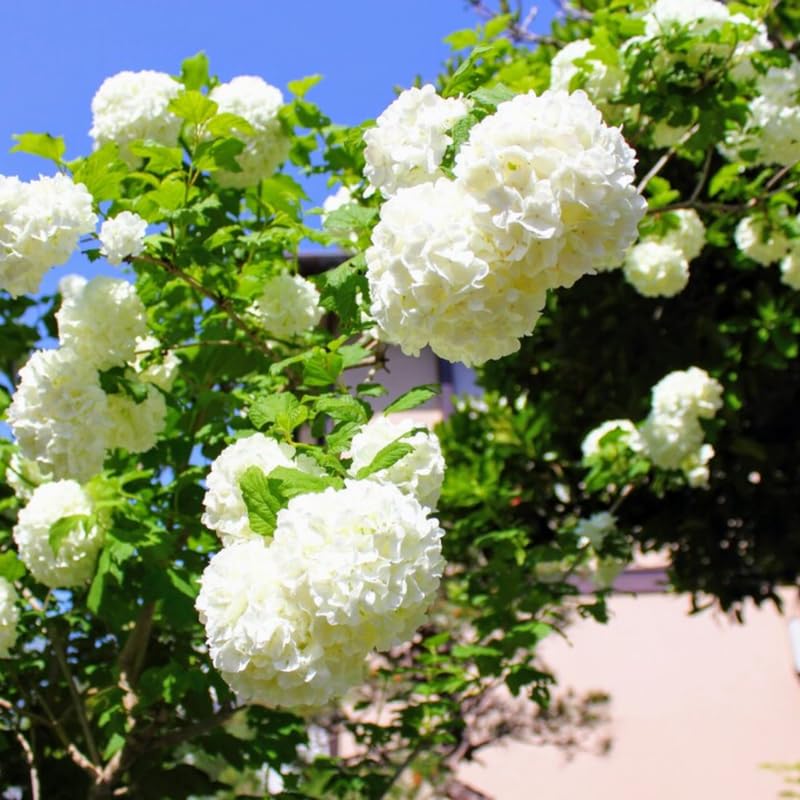 Old Fashion Snowball Viburnum Tree Live Plant Shrub in Pot, Fragrant Flower, Dormant in Winter, 6-12" in Tall, Bare Root to CA, Bush Shrub Spring Blooms