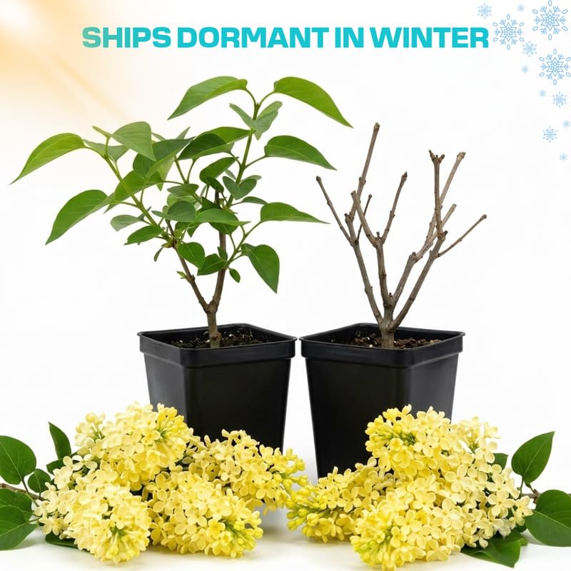 Yellow Lilac Live Plant, Fragrant Flowering Shrub, 6+" Tall
