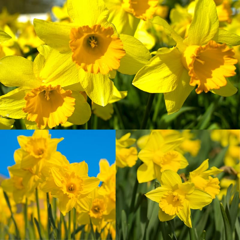 25 Yellow Daffodil Bulbs, Lent Lily Plant Bulb, Large Daffodils Bulbs for Planting