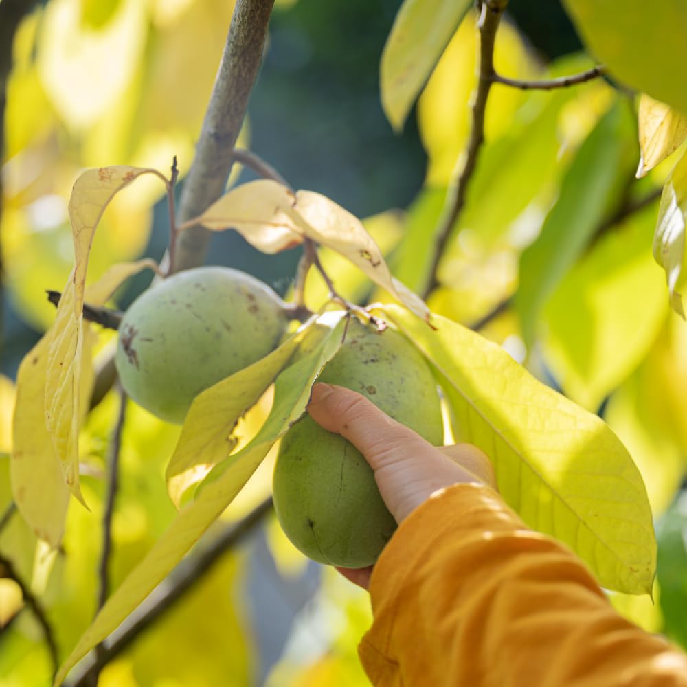 Pawpaw Fruit Tree Live Plant Starter, Common Paw Paw Plant, 6-14" in Tall, Hardy, Sweet Fruit for Planting