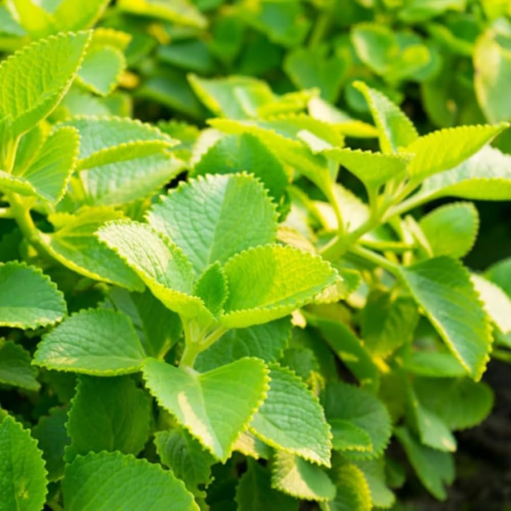 Set of 2 Cuban Oregano Plants Live, 4-6 Inches Tall, Mint Plants Live, Culinary Herb for Planting Indoor or Outdoor