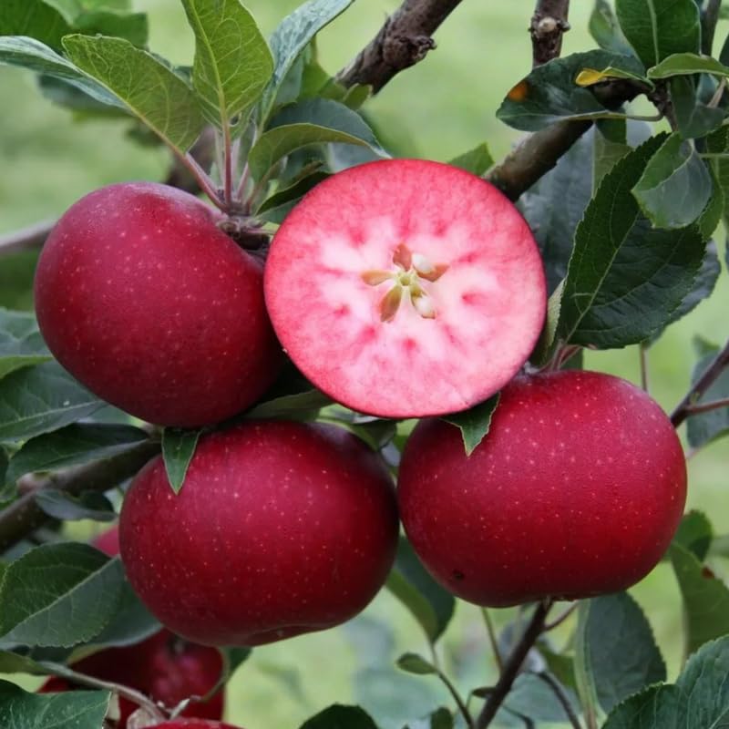Pink Apple Tree Plants, Bare Root 1-2 Ft Tall, Apple Tree Plant Live for Planting Outdoors, Well Rooted Fruits Tree Plant, Dormant