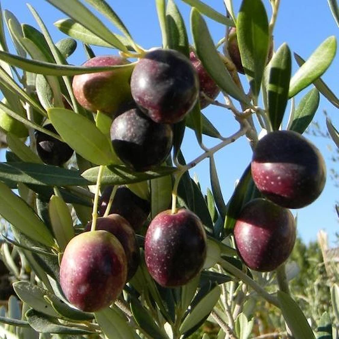Live Arbequina Olive Tree Plant Starter, 4-6 Inches Tall, Hardy Olive Trees for Outdoor Planting