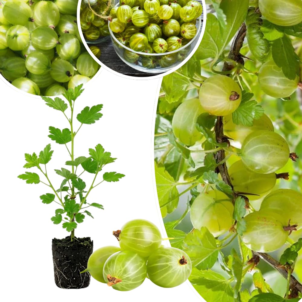 Sweet Gooseberry Plant Live, Edible Gooseberries, 5-8 Inch Tall