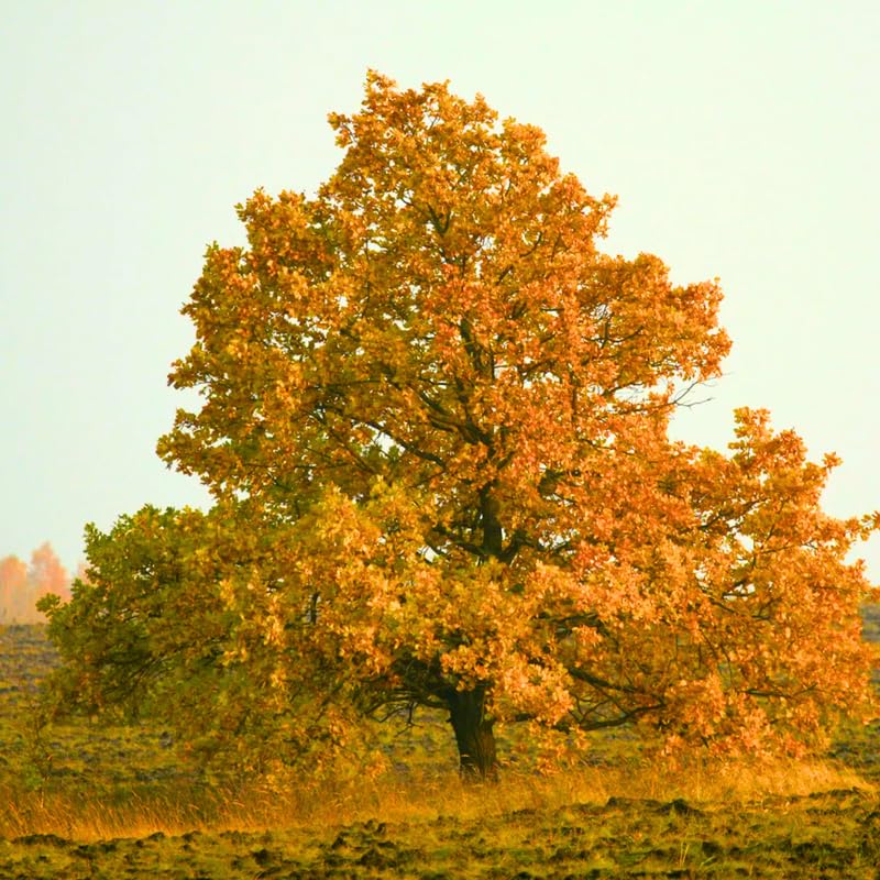 1 Year Old Willow Oak Tree Live Plant in 4" Pot, Fast Growing Shades Tree, Well-Rooted Seedling, Dormant in Winter, 6-12 Inches in Tall