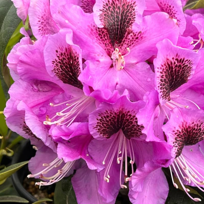 Purple Rhododendron Plant Live, Azalea Plants, Rhododendron Azalea Bushes Ready to Plant, Full Sun Outdoor Plants