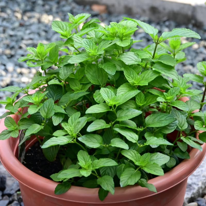 4 Mojito Mint Plants Live for Spring Planting, Fragrant Culinary Herb Mint for Indoor Outdoor Zones 3-11, Very Hardy and Fast Growing, Size 4-7" in Tall
