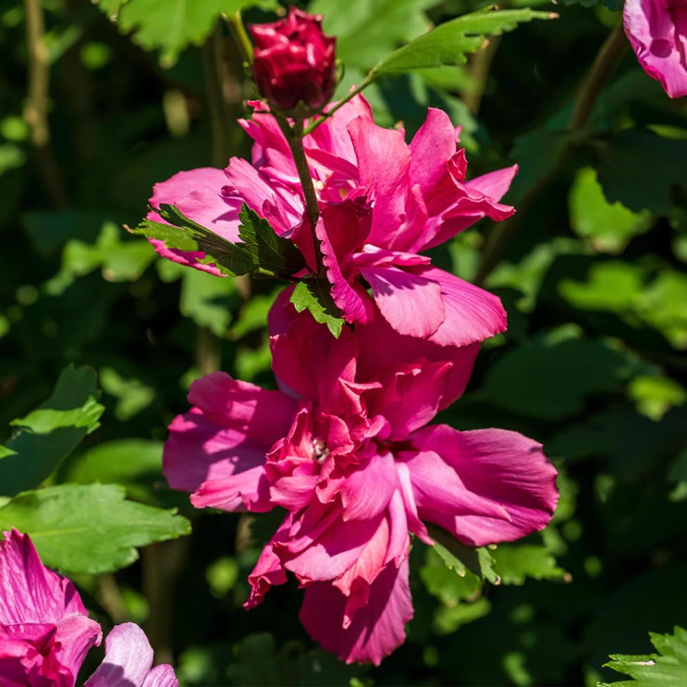Set of 2 Althea Rose of Sharon Seedlings, Bareroots 1-2 Feet Tall Hardy Flowering Shrubs for Outdoor Planting (Red)
