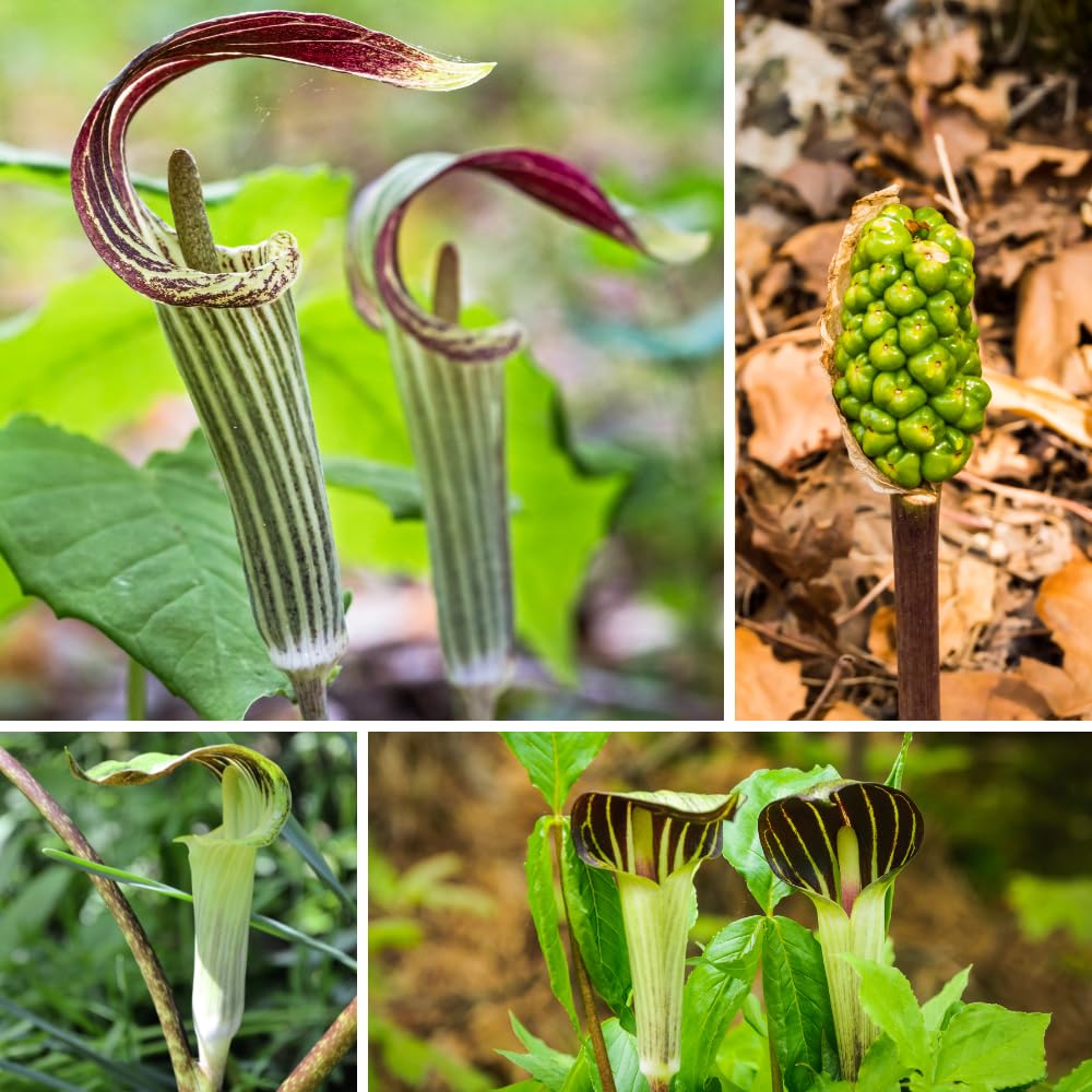 5 Jack in The Pulpit Bulbs for Growing Indoor Oudoor, Tuber Ready to Grow