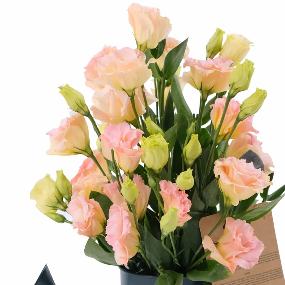 2 Eustoma Lisianthus Live Plants, Lisianthus Flowers Seedlings, 2-3 Inch Tall Well-Rooted Plug, Lisianthus Plants (Apricot Lisianthus)