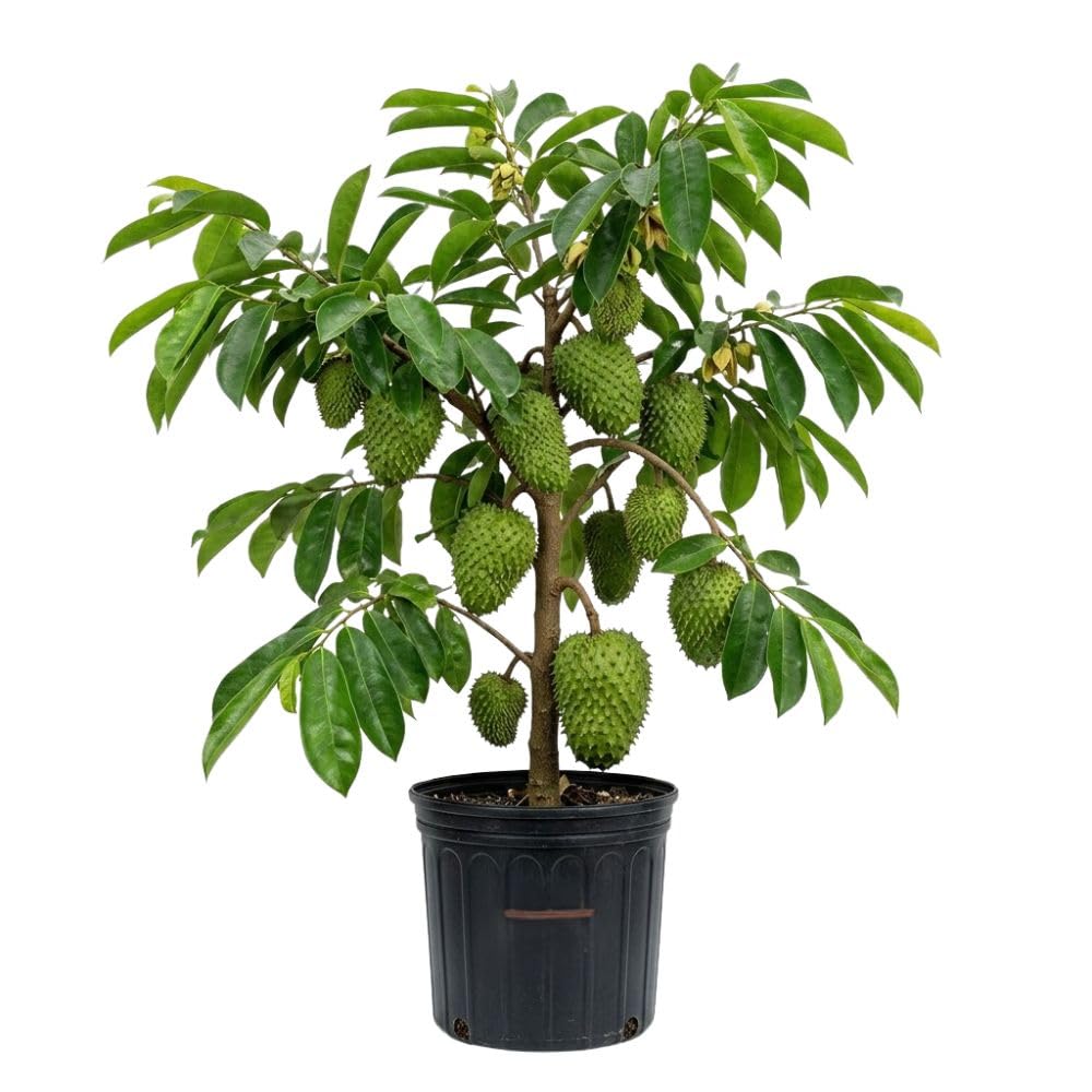 Soursop Tree Live Plant for Planting in Garden, 3 Gallon Pot, Tropical Guanabana Tree 2-3ft Tall, Grafted High Yield Tropical Tree, No Ship to CA