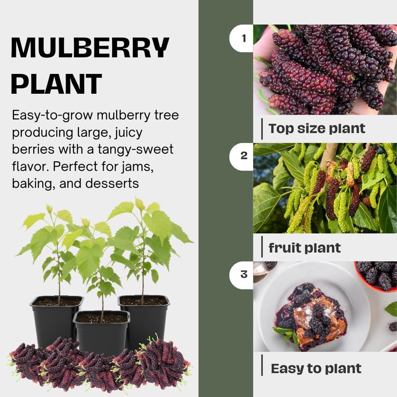 Pakistan Mulberry Tree Live Plant, Hardy Well Rooted 4-8'' Tall, Mulberry Fruit Tree for Indoor Outdoor Spring Planting Mulberries