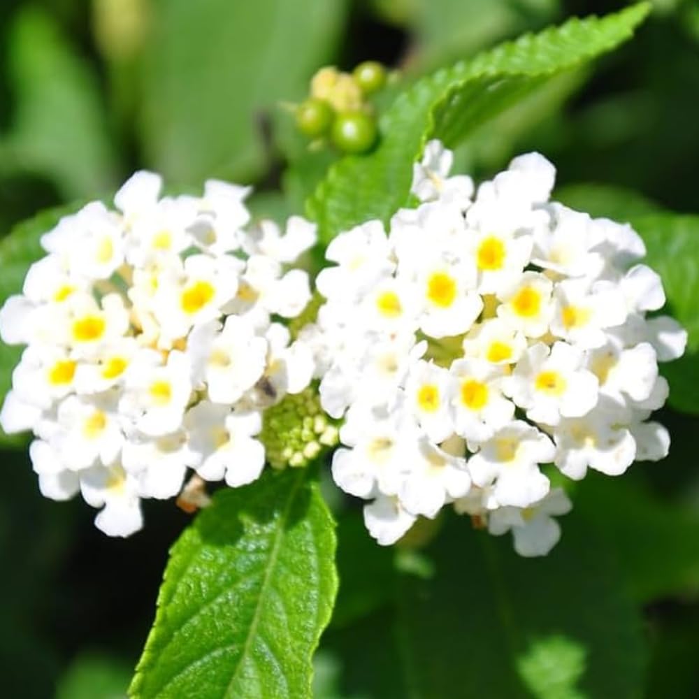 2 Lantana Plants Live, Lantanas Live Plants for Planting Indoor Outdoors, Perennial Flowers, 4-9 Inch Tall Well-Rooted (White Lantana)
