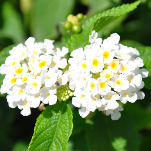 2 Lantana Plants Live, Lantanas Live Plants for Planting Indoor Outdoors, Perennial Flowers, 4-9 Inch Tall Well-Rooted (White Lantana)