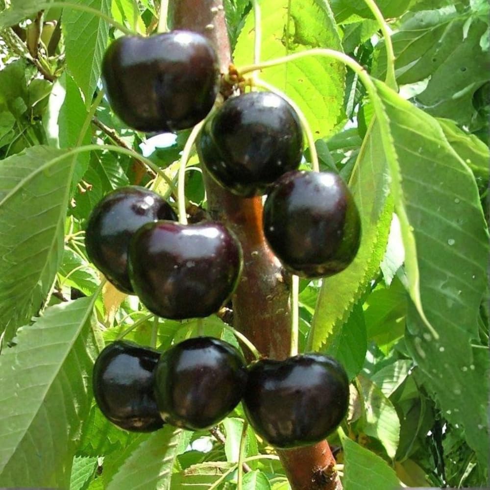 Black Cherry Tree Live Plant, 1 Year Old Trees 1-2 Feet Tall, Dormant, Bare Root Sweet Cherry Plant Live, Hardy Fruit Trees for Outdoor Planting